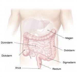 Der Darm und sein Aufbau